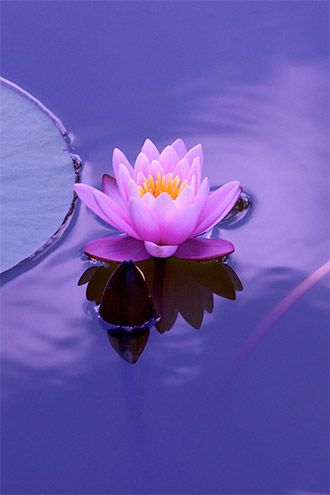 Floating Lotus
